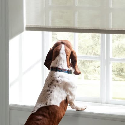 Basset hound looking out a window beneath a natural linen roller shade raised partway